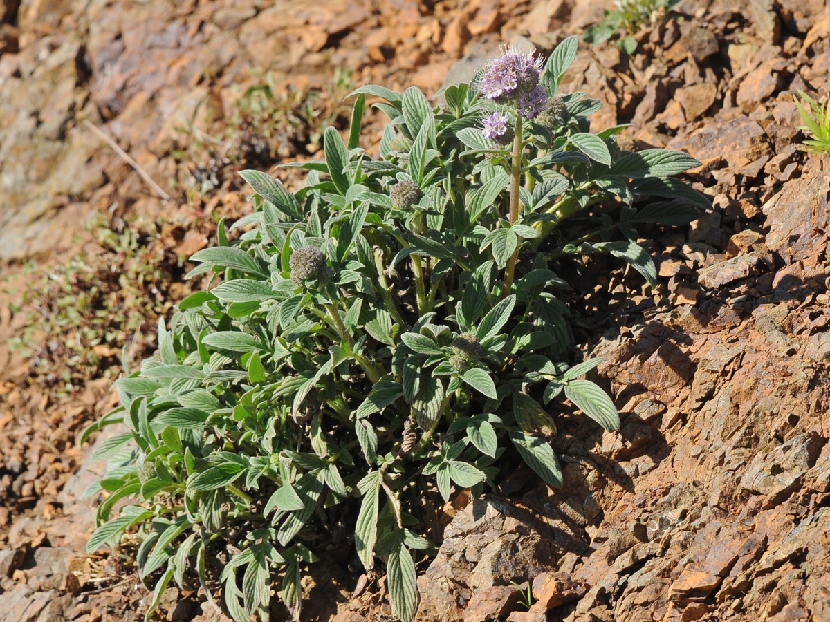 Изображение особи Phacelia californica.