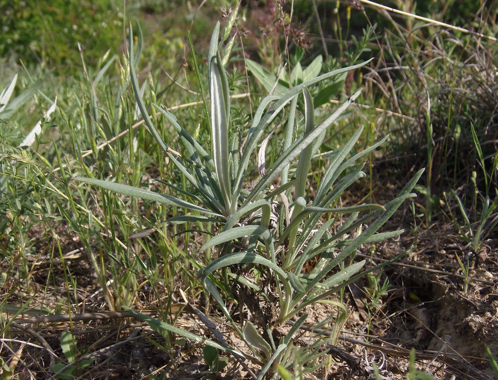 Image of Jurinea multiflora specimen.