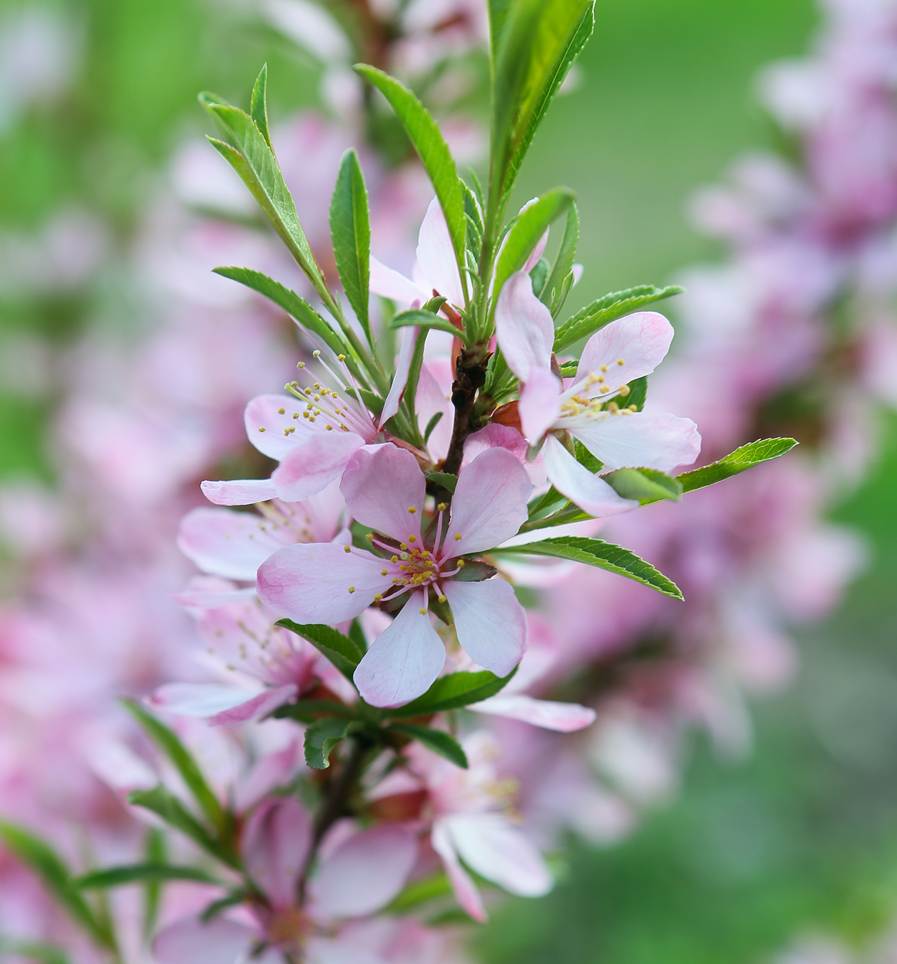 Изображение особи Amygdalus nana.