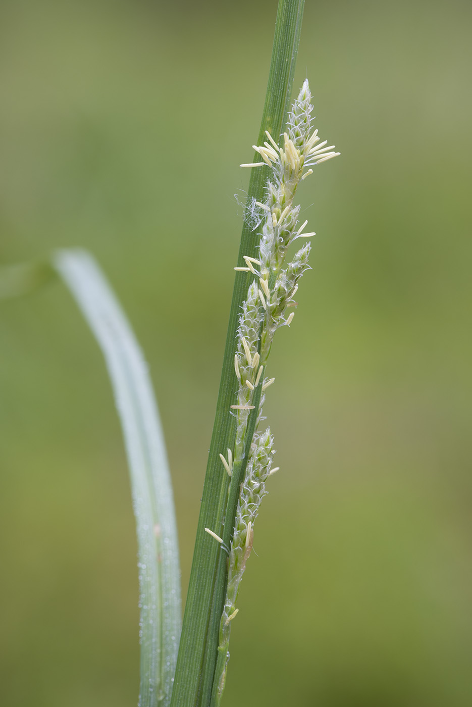 Изображение особи Carex canescens.