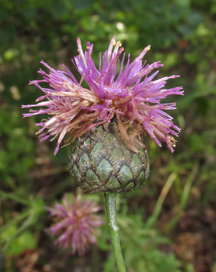 Изображение особи Centaurea scabiosa.