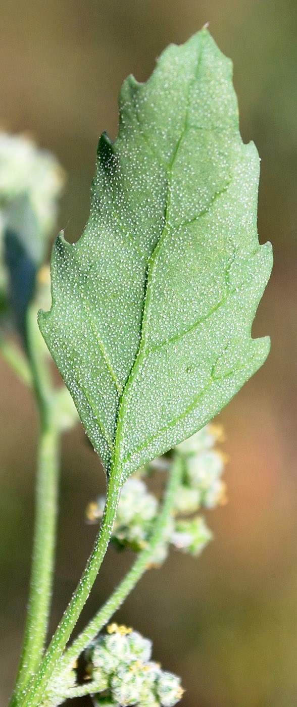 Изображение особи Chenopodium album.