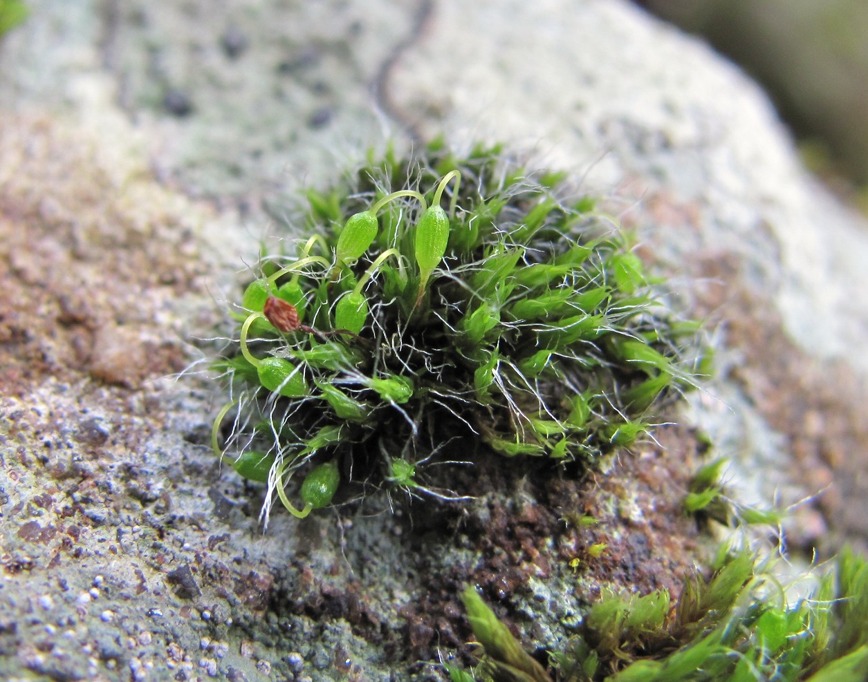 Изображение особи семейство Grimmiaceae.