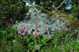 Bergenia crassifolia. Цветущие растения. Республика Алтай; Катунский хр., водораздел р. Аргут и Аккем, окр. оз. Акташ. 30.06.2006.