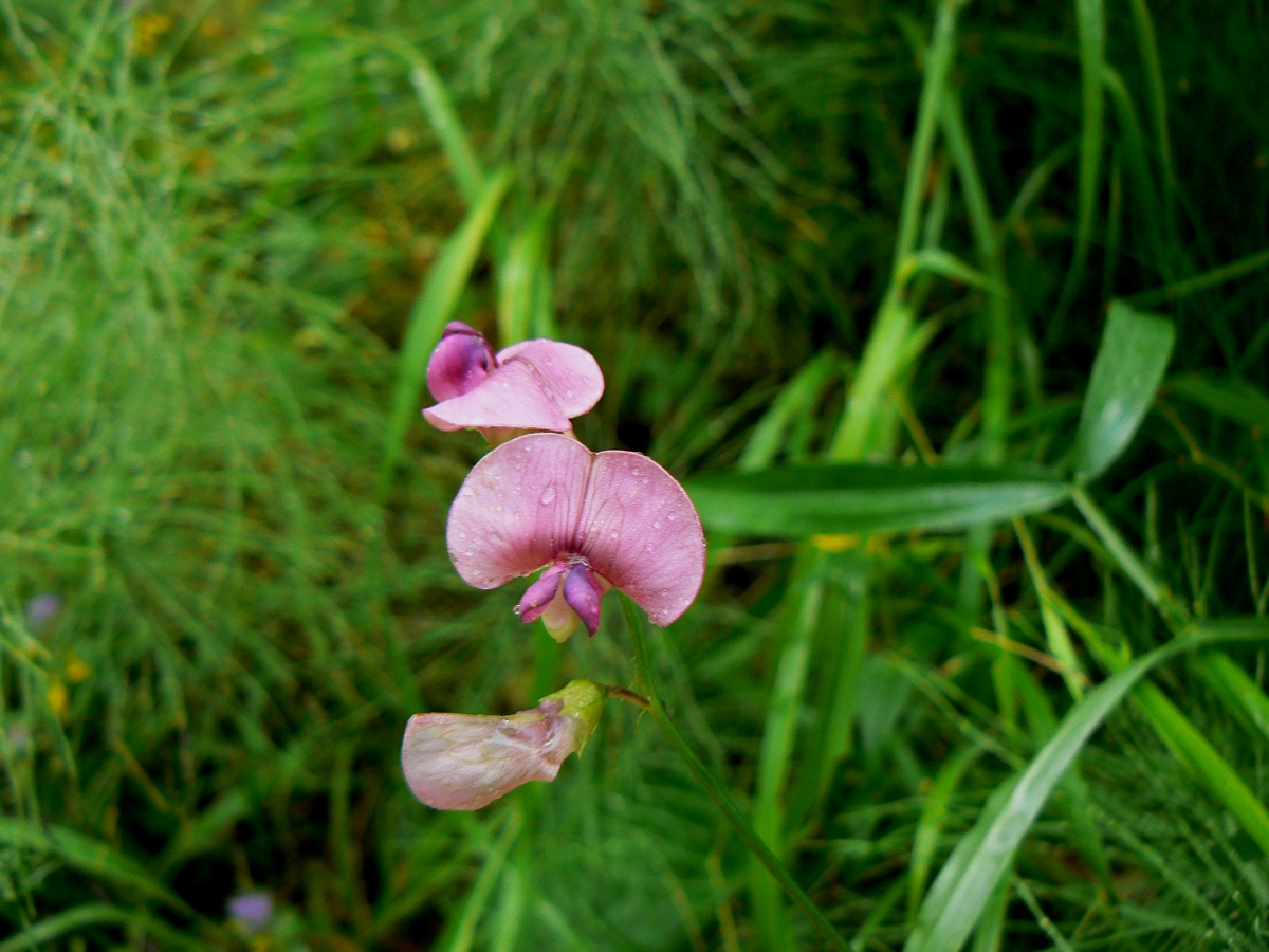 Изображение особи Lathyrus sylvestris.