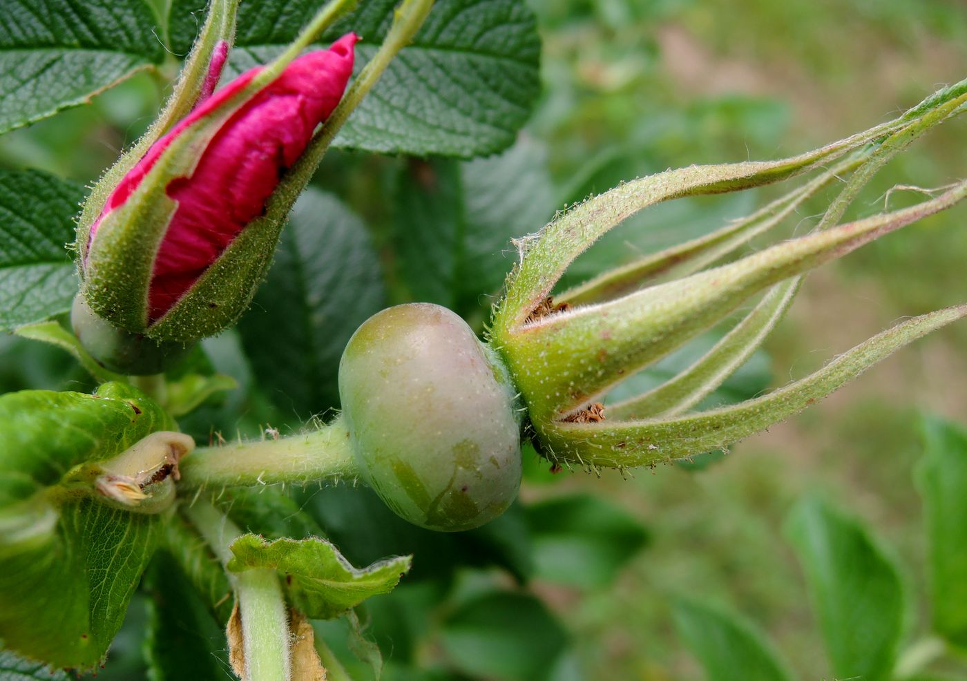 Изображение особи Rosa rugosa.