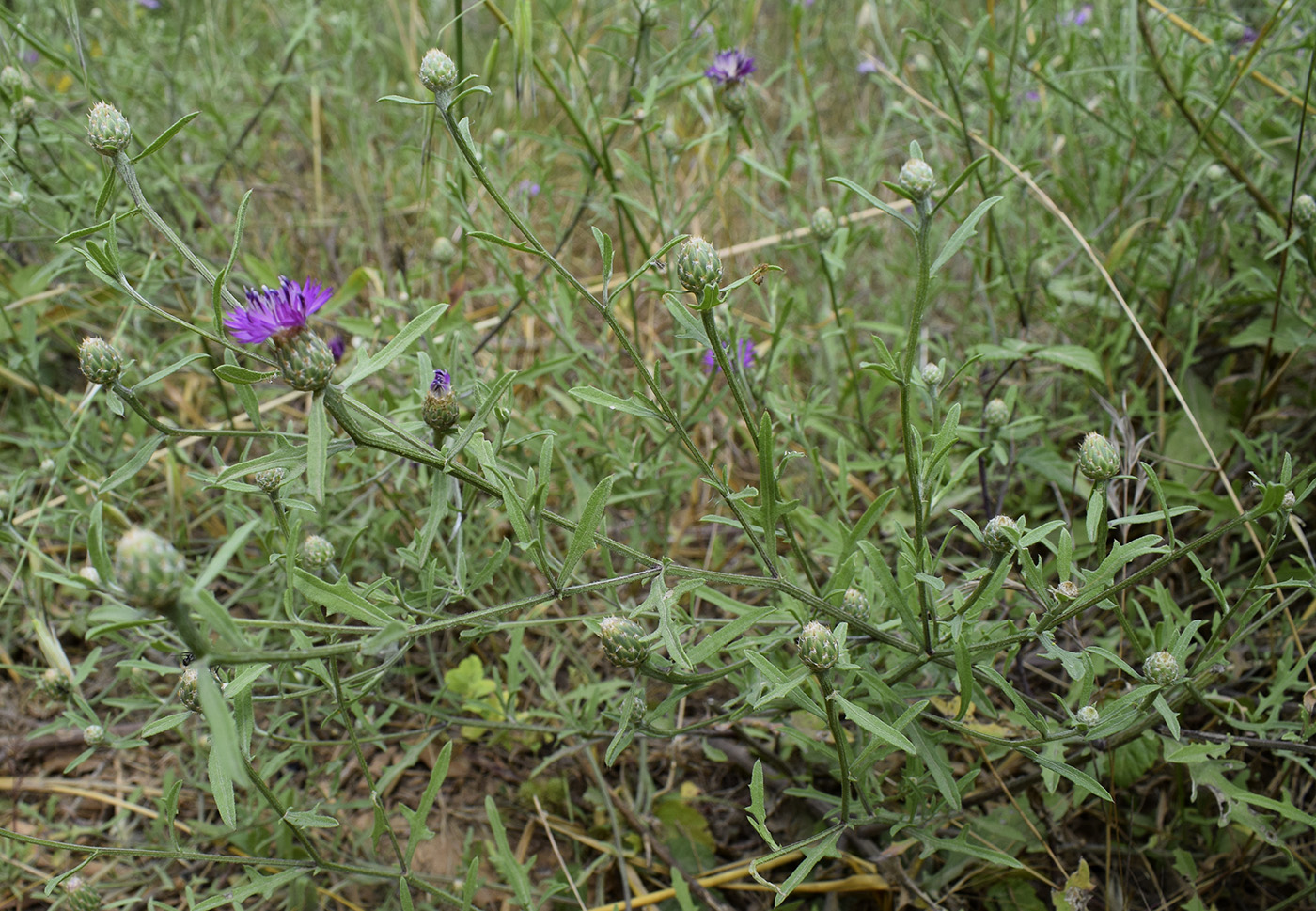 Изображение особи Centaurea aspera.