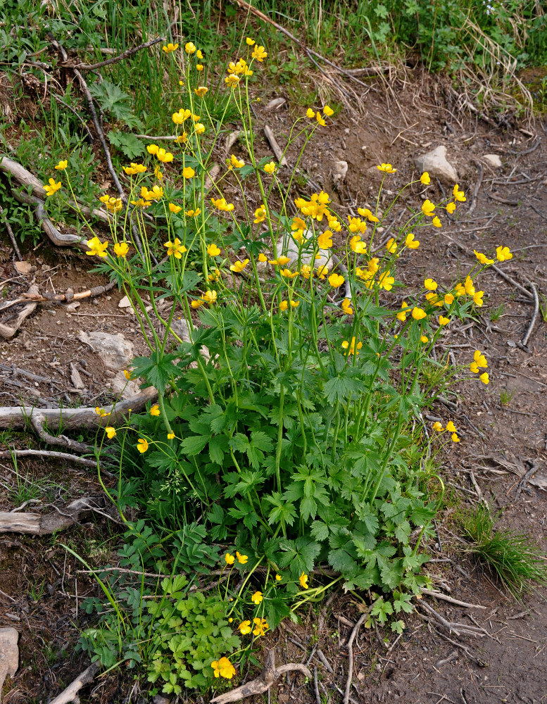 Изображение особи Ranunculus grandifolius.