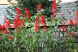 Salvia splendens. Верхушки цветущих растений. Казахстан, Восточно-Казахстанская обл., г. Усть-Каменогорск, клумба в парке, в культуре. 30.07.2012.