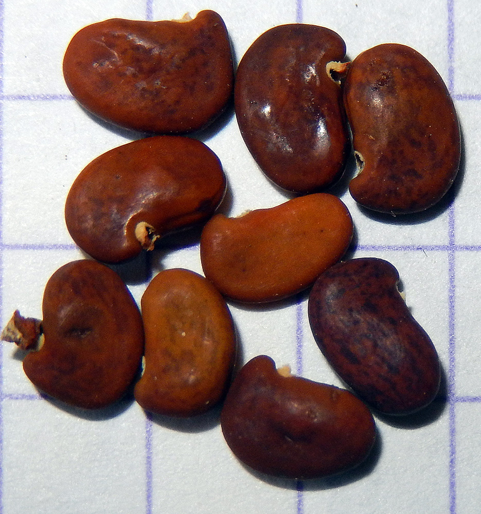 Image of Robinia pseudoacacia specimen.