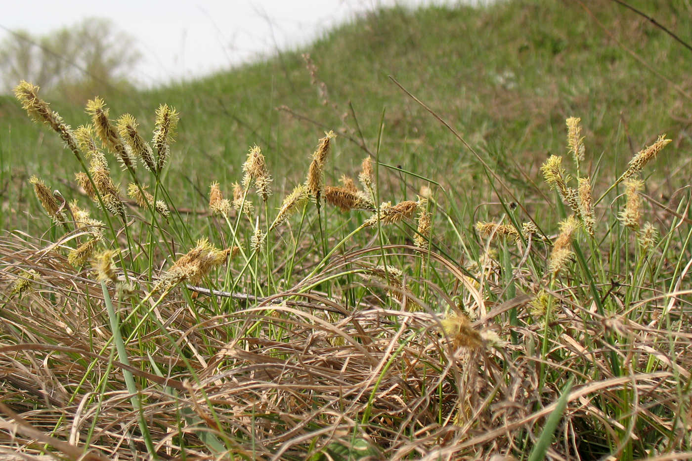 Image of Carex ericetorum specimen.