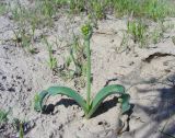 Allium tulipifolium