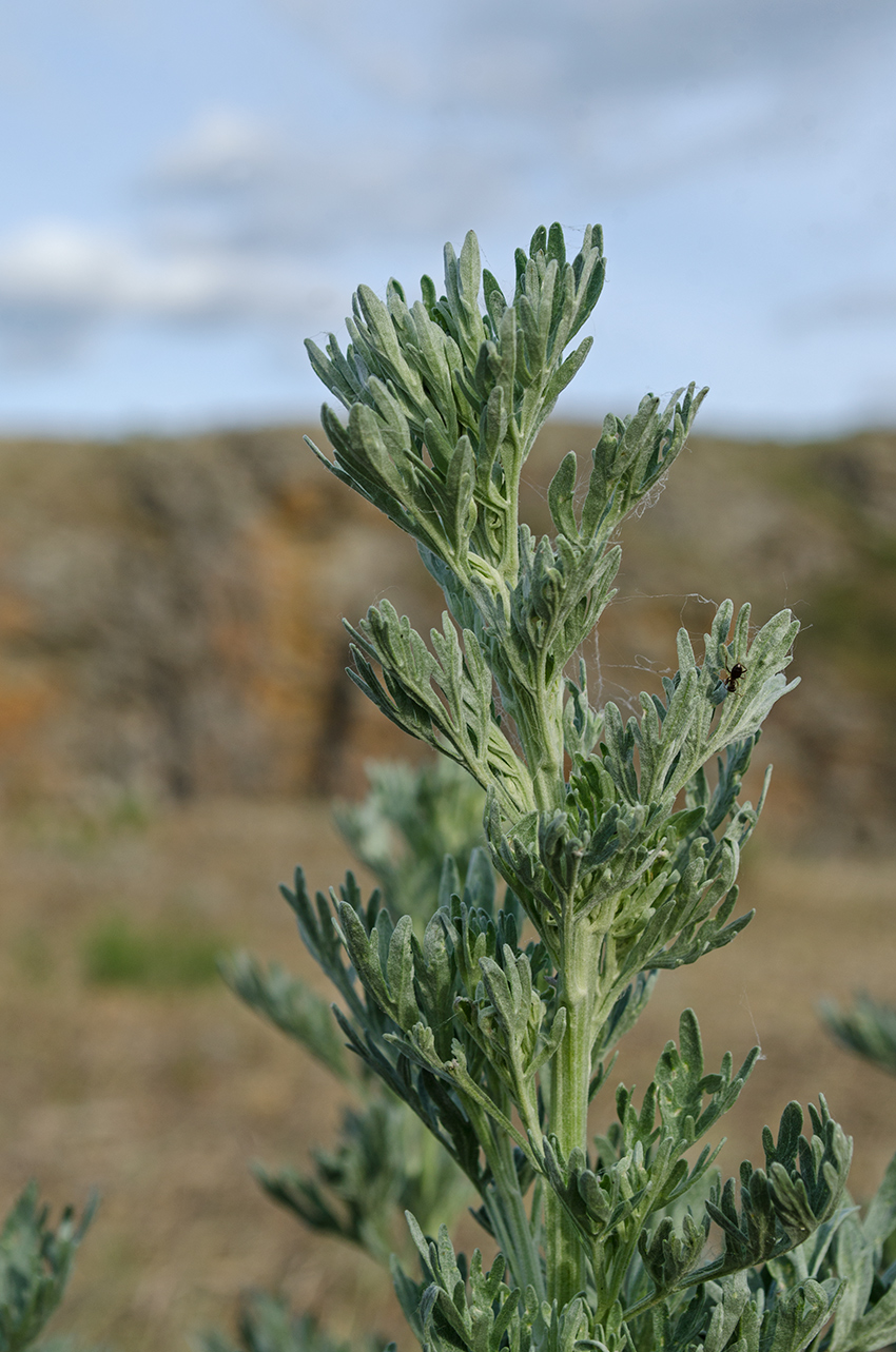 Изображение особи Artemisia absinthium.