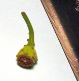 Calycanthus floridus. Незрелый плод. Крым, Южный берег, Никитский ботанический сад, Нижний парк. 21.06.2010.