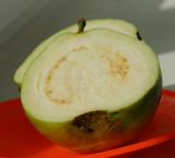 Psidium guajava