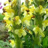 Pedicularis oederi