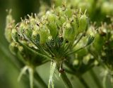 Heracleum moellendorffii. Часть соплодия. Приморский край, Ольгинский р-н, окр. с. Милоградово. 11.08.2009.