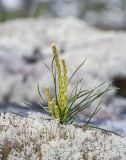 Pinus sylvestris