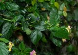 Lantana camara. Верхушка цветущего и плодоносящего побега. Краснодарский край, МО город-курорт Сочи, Адлерский р-н, м-н Адлер, окр. устья р. Мзымта. 6 октября 2019 г.