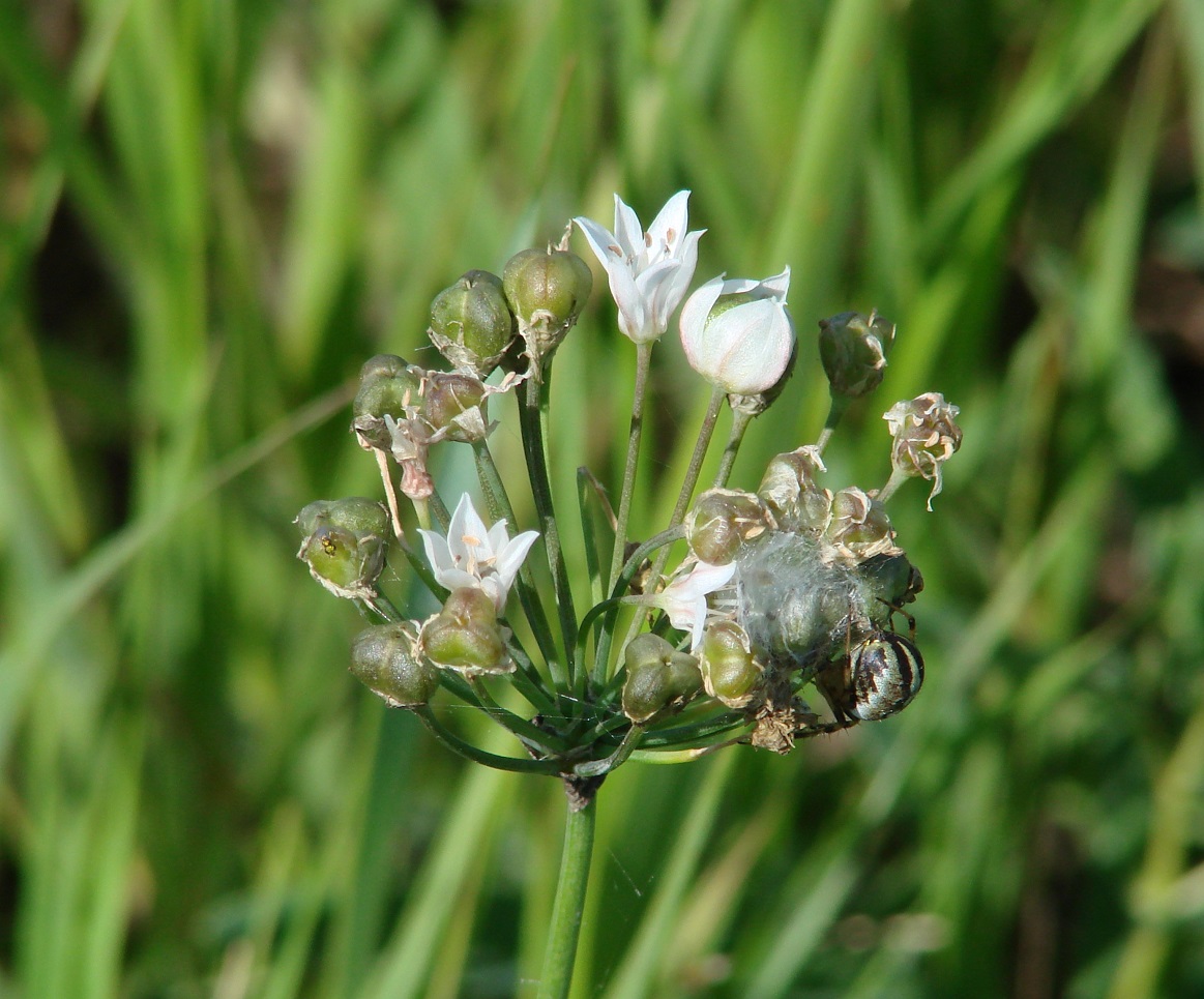 Изображение особи Allium ramosum.