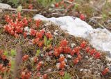 Sedum cespitosum