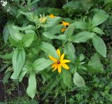 Rudbeckia hirta. Растения с распустившимися и развивающимися соцветиями (вид сверху). Магаданская обл., г. Магадан, на газоне. 18.08.2022.