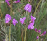 Astragalus tauricus