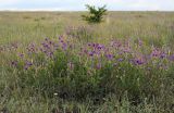 Astragalus onobrychis