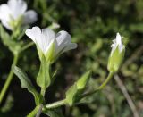 Cerastium nemorale