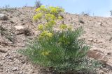 Ferula lithophila