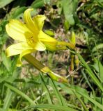 Hemerocallis lilio-asphodelus