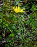 Tragopogon reticulatus. Цветущее растение. Ингушетия, Джейрахский р-н, перевал Цей-Лоам, ≈ 2200 м н.у.м., луговой склон. 24.07.2022.