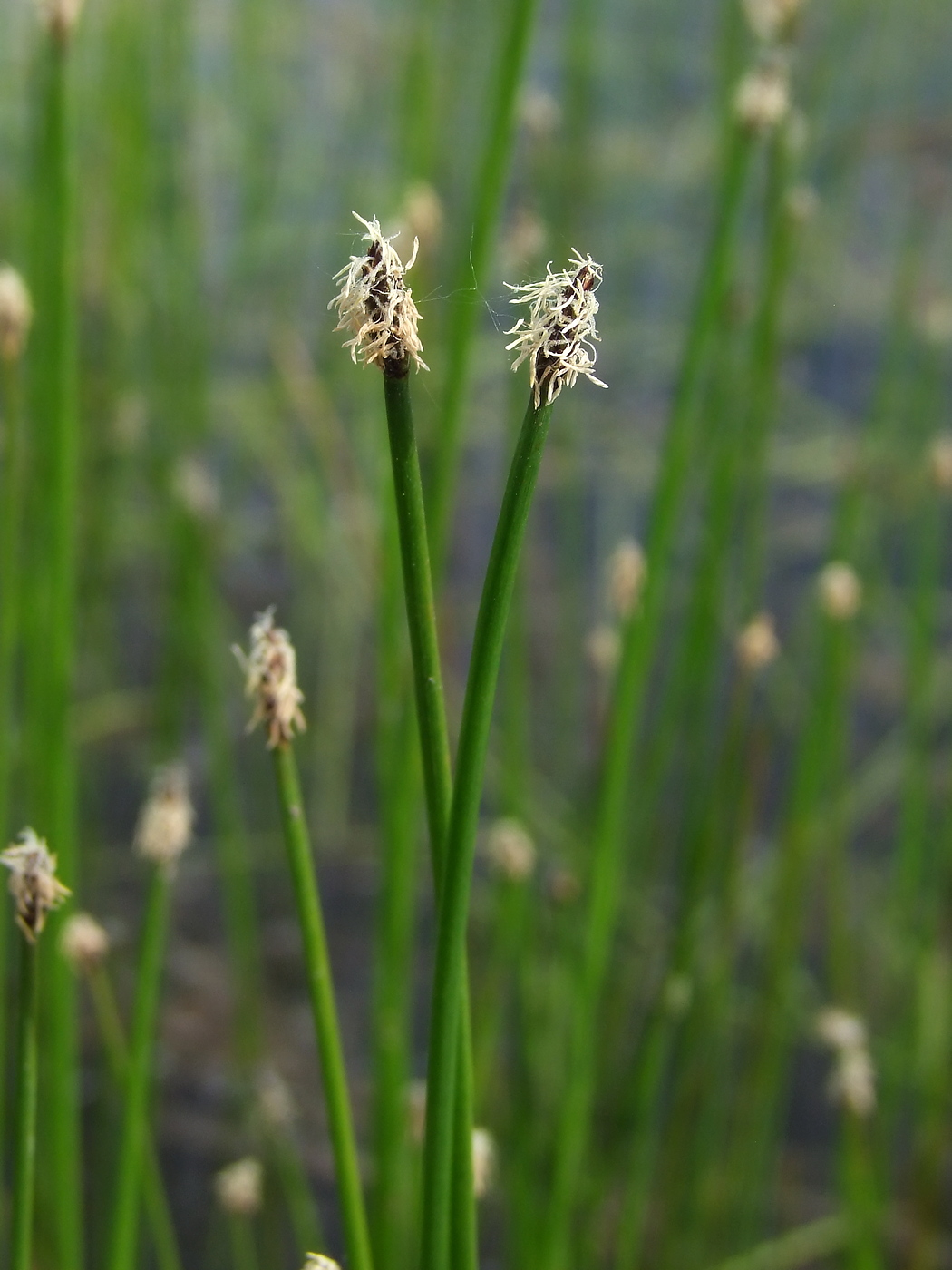 Изображение особи Eleocharis palustris.