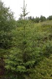 Picea obovata. Молодое дерево (высотой около 3 м) в лесотундре. Окрестности Мурманска, 20.08.2008.