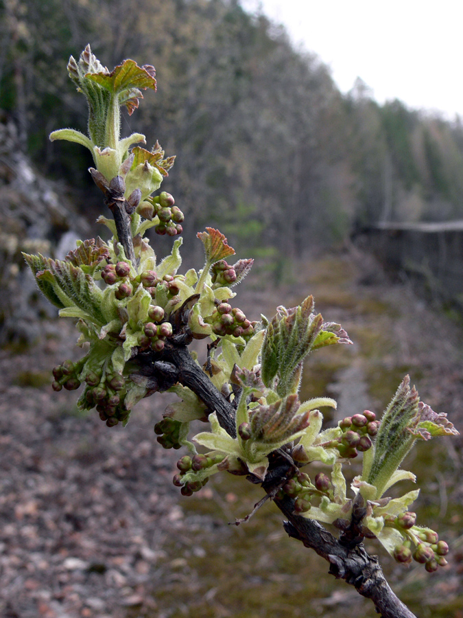 Изображение особи Ribes hispidulum.