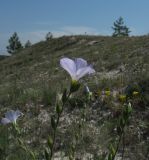 Linum hirsutum