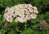 Heracleum dissectum