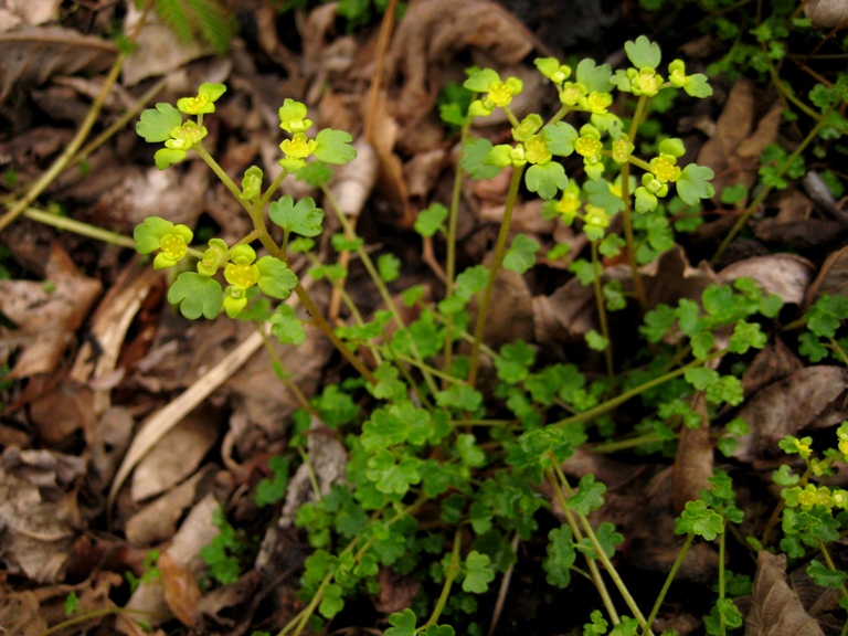 Image of Chrysosplenium flagelliferum specimen.