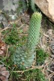 Orostachys spinosa