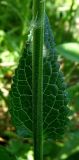 Verbascum phoeniceum