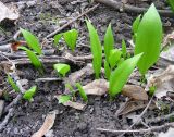 Allium ursinum