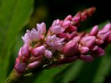 Persicaria minor