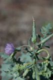 Lactuca undulata