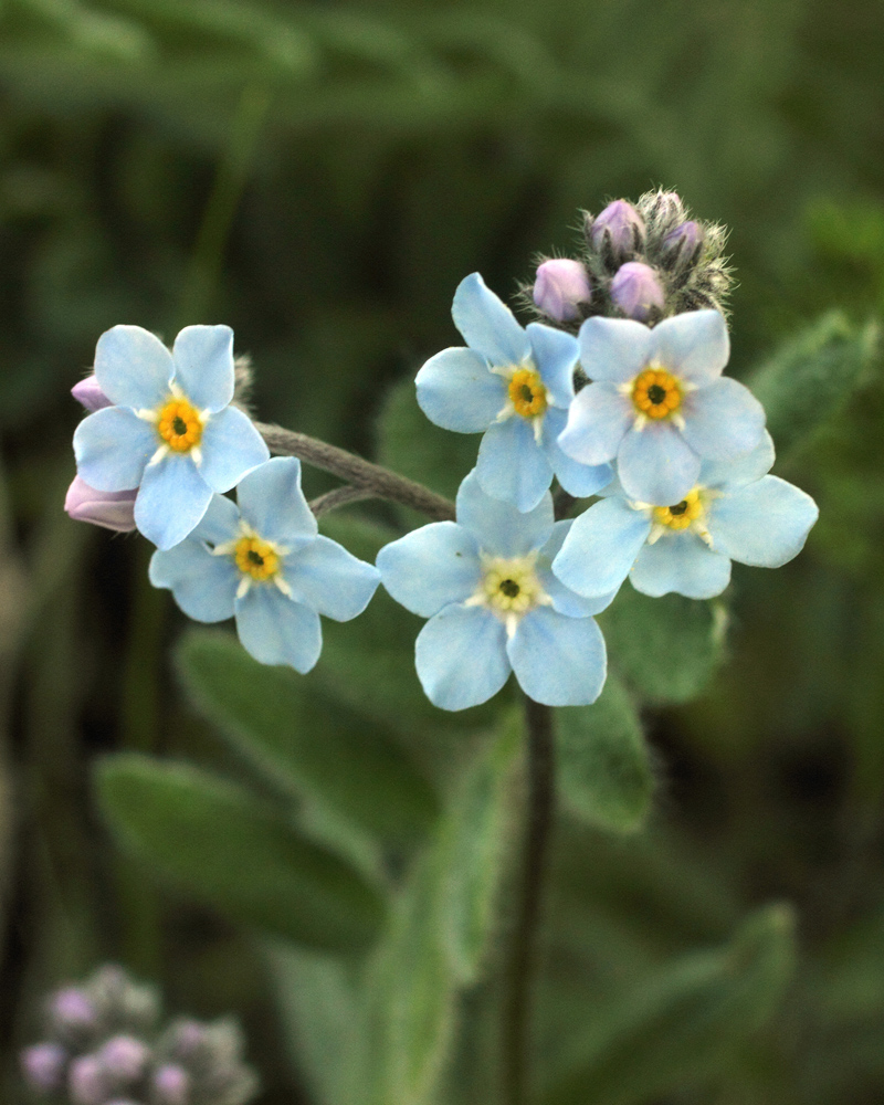 Изображение особи Myosotis imitata.