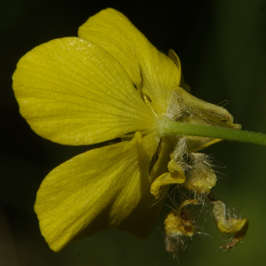 Изображение особи Ranunculus neapolitanus.