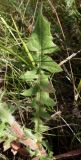 Crepis rhoeadifolia