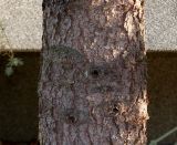 Picea pungens форма glauca. Средняя часть ствола взрослого растения. Германия, г. Bad Lippspringe, в культуре. 02.02.2014.