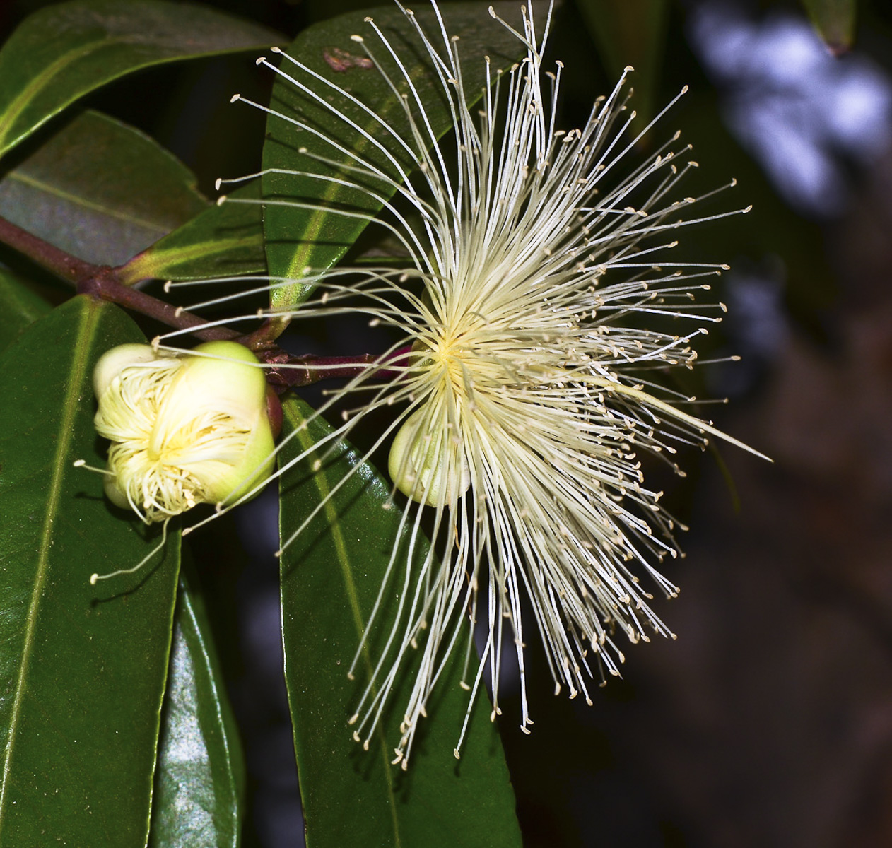 Изображение особи Syzygium jambos.