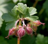 Geranium × cantabrigiense