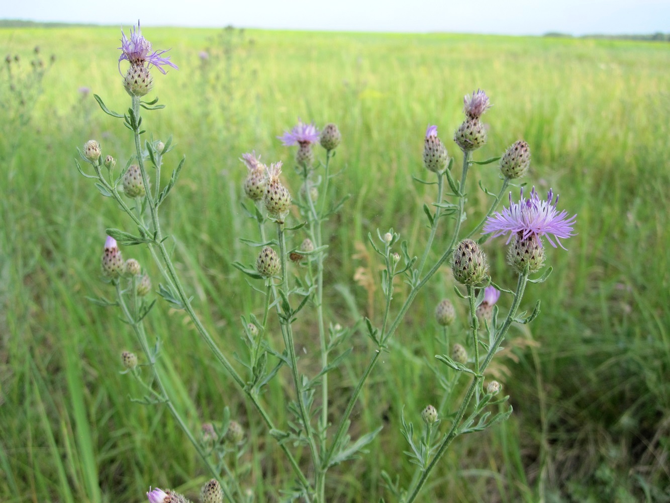 Изображение особи Centaurea stoebe.